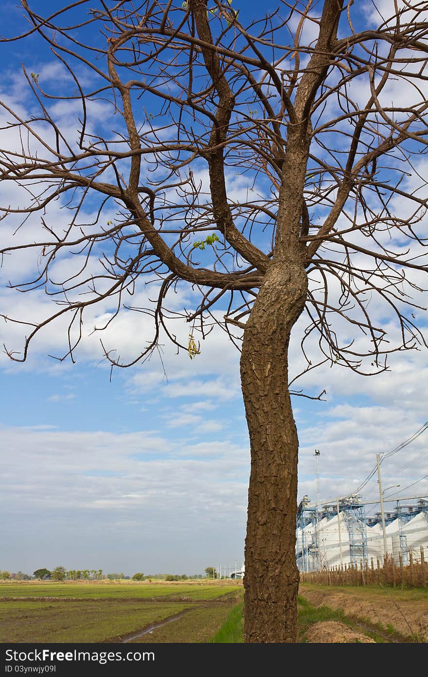 Trees without leaves in rice, which has a plant nearby. Trees without leaves in rice, which has a plant nearby.