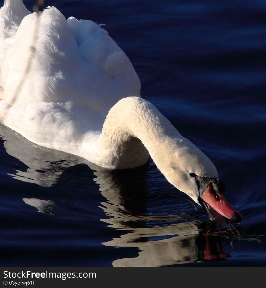 Mute swan