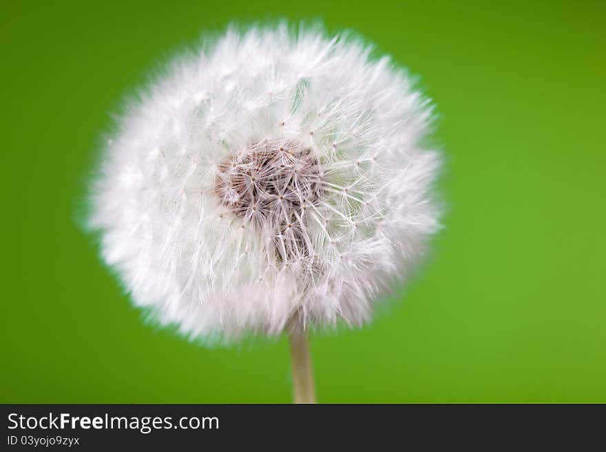 Fluffy dandelion on green background