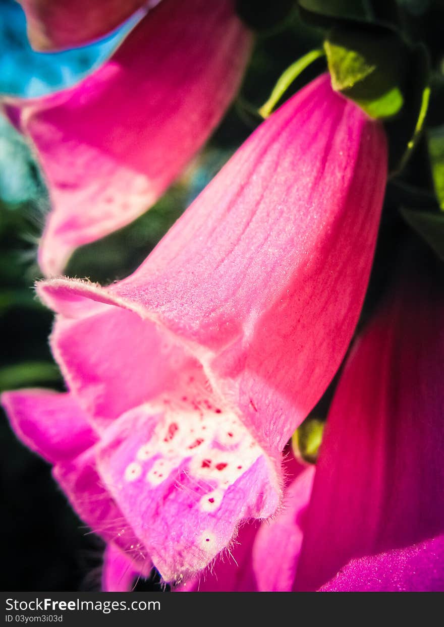 Beautiful pink flower