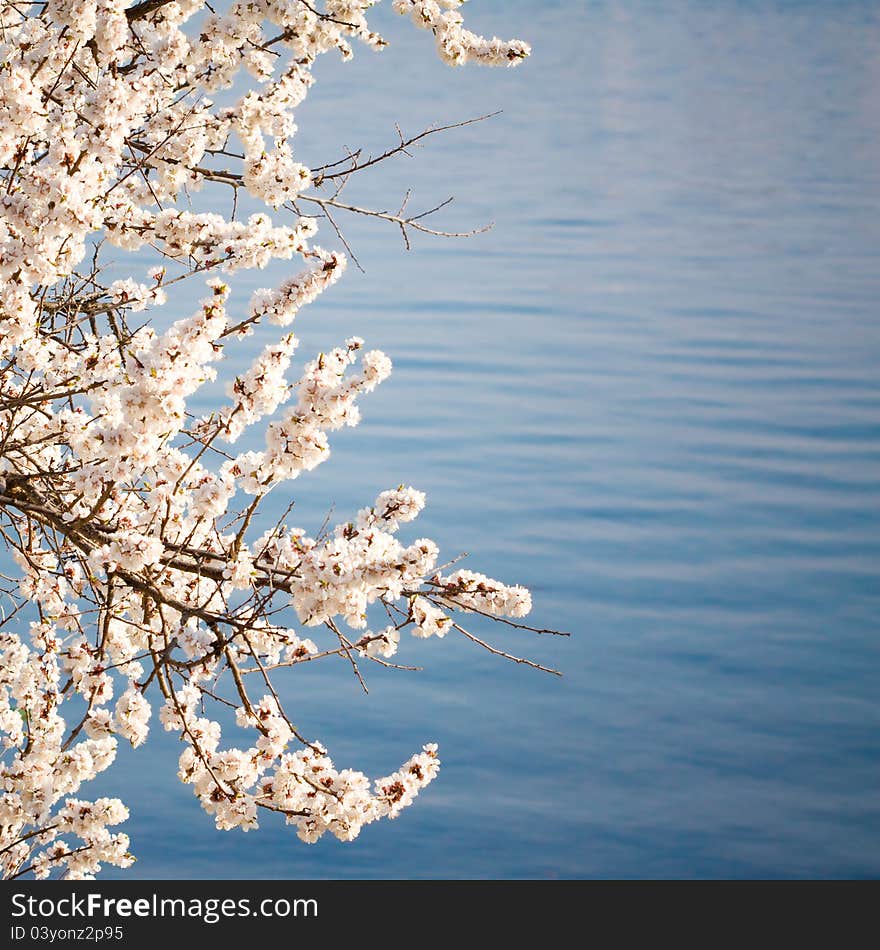 Blossom Tree On Blue