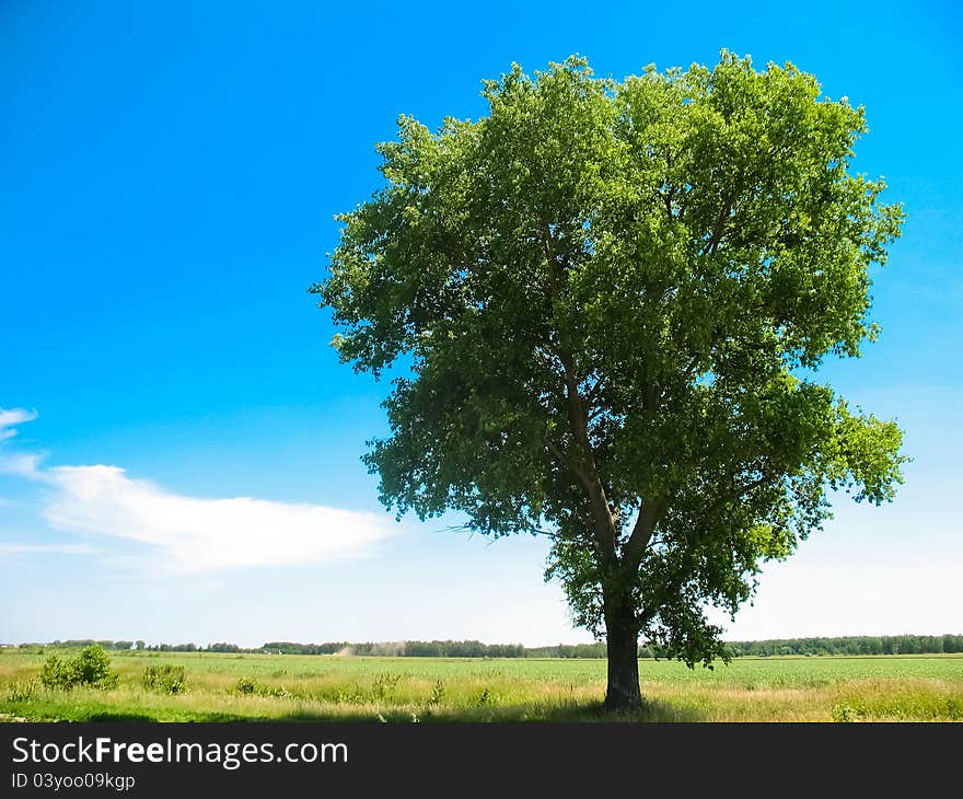 Green Field And Tree