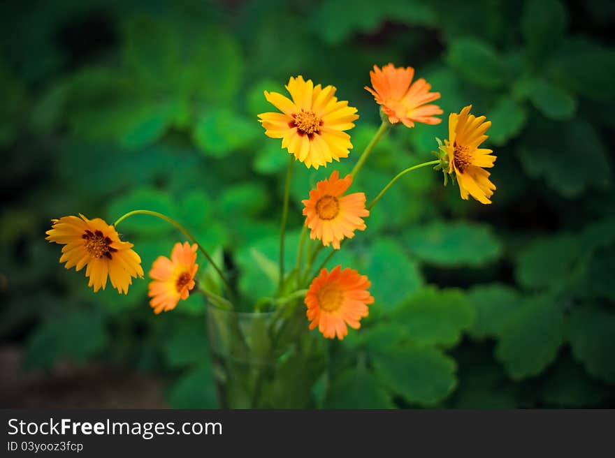 Green grass and yellow flowers