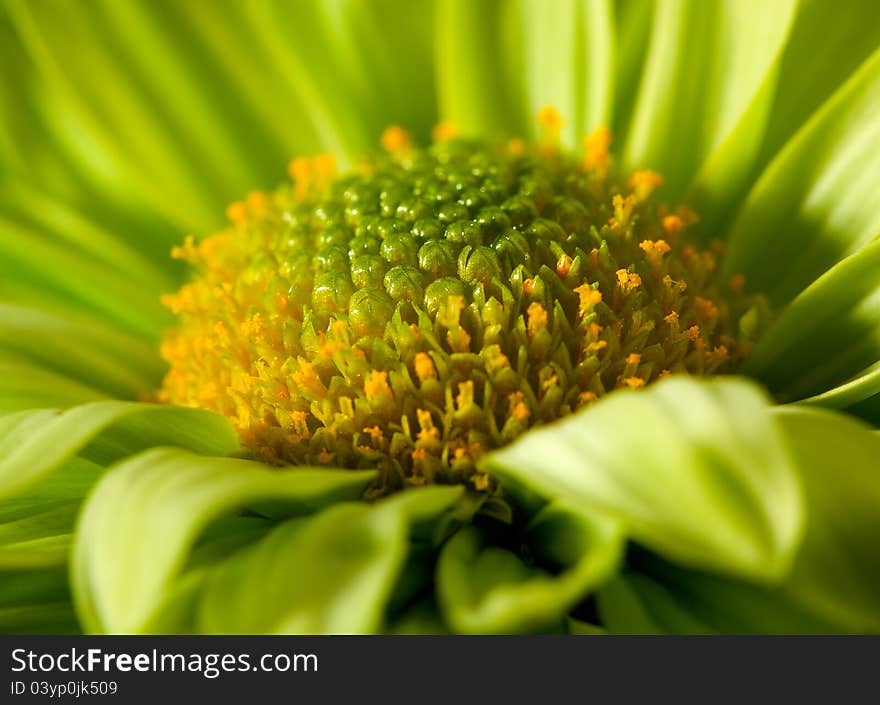 Chrysantemum flower close up shot