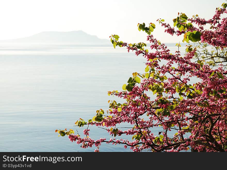 Japanese cherry tree is flowering against the blue calm sea. There is copy space. Japanese cherry tree is flowering against the blue calm sea. There is copy space.