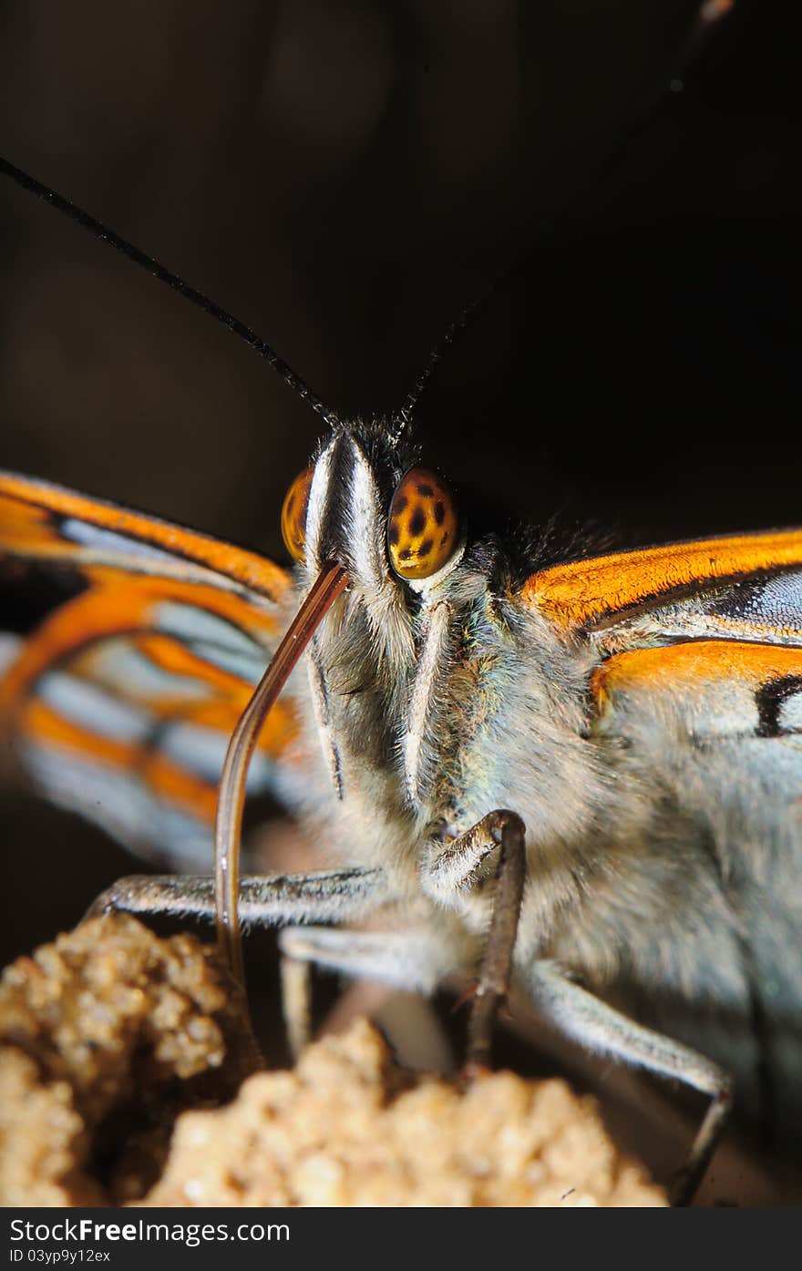 Portrait Butterfly