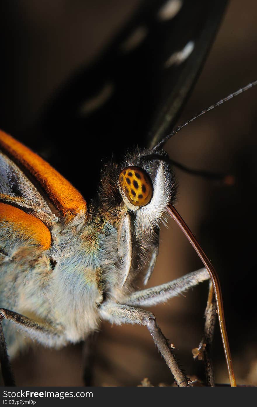 Portrait butterfly