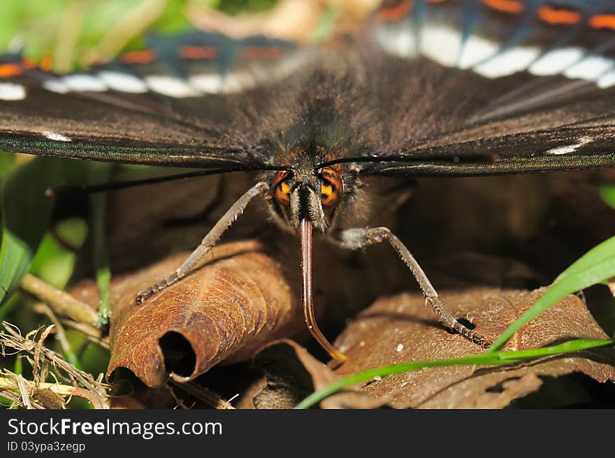 Portrait butterfly