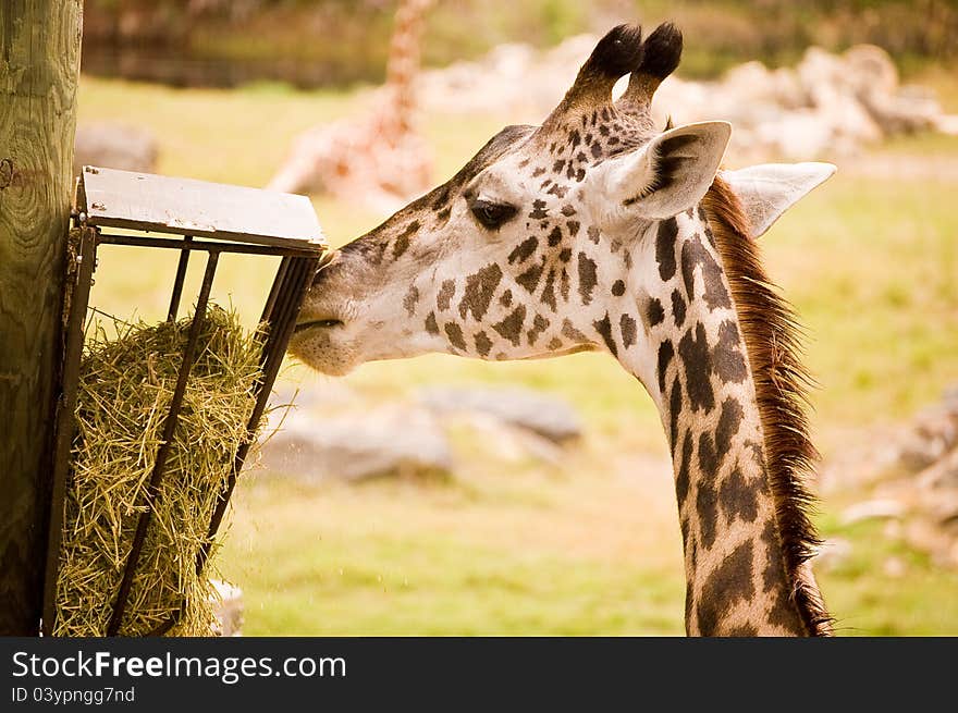 A giraffe eating hay at the zoo