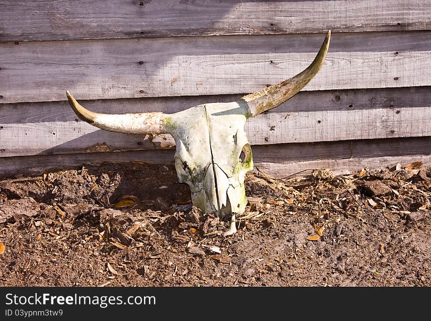 A cow skull sitting by a building.