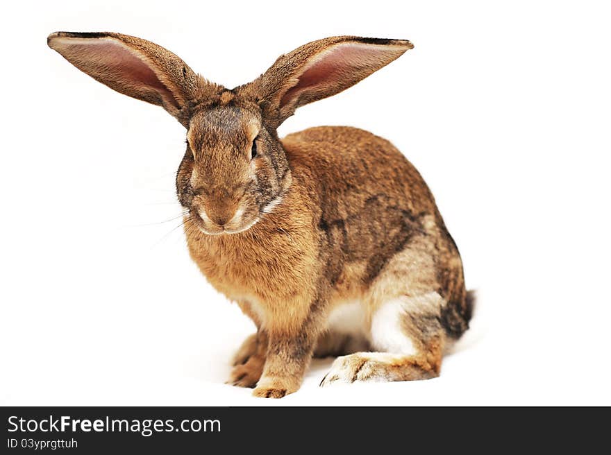 Rabbit on a white background