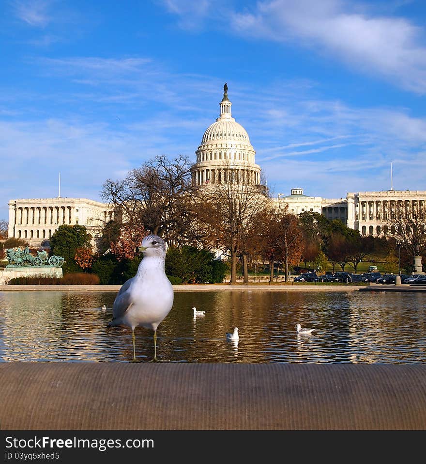 Capitol Building With Seagull