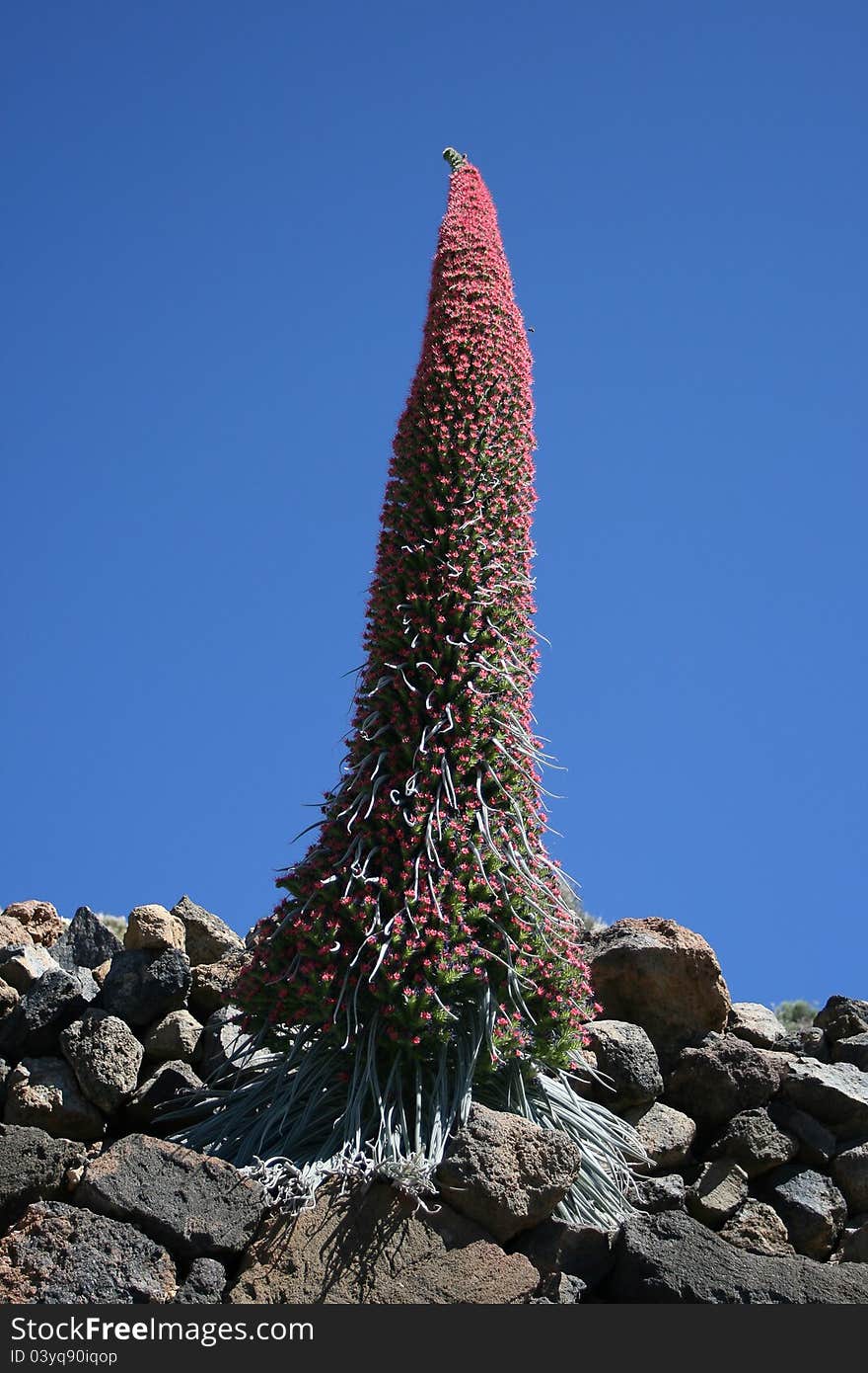 Solitary flowering endemic plant in desert scenery. Solitary flowering endemic plant in desert scenery
