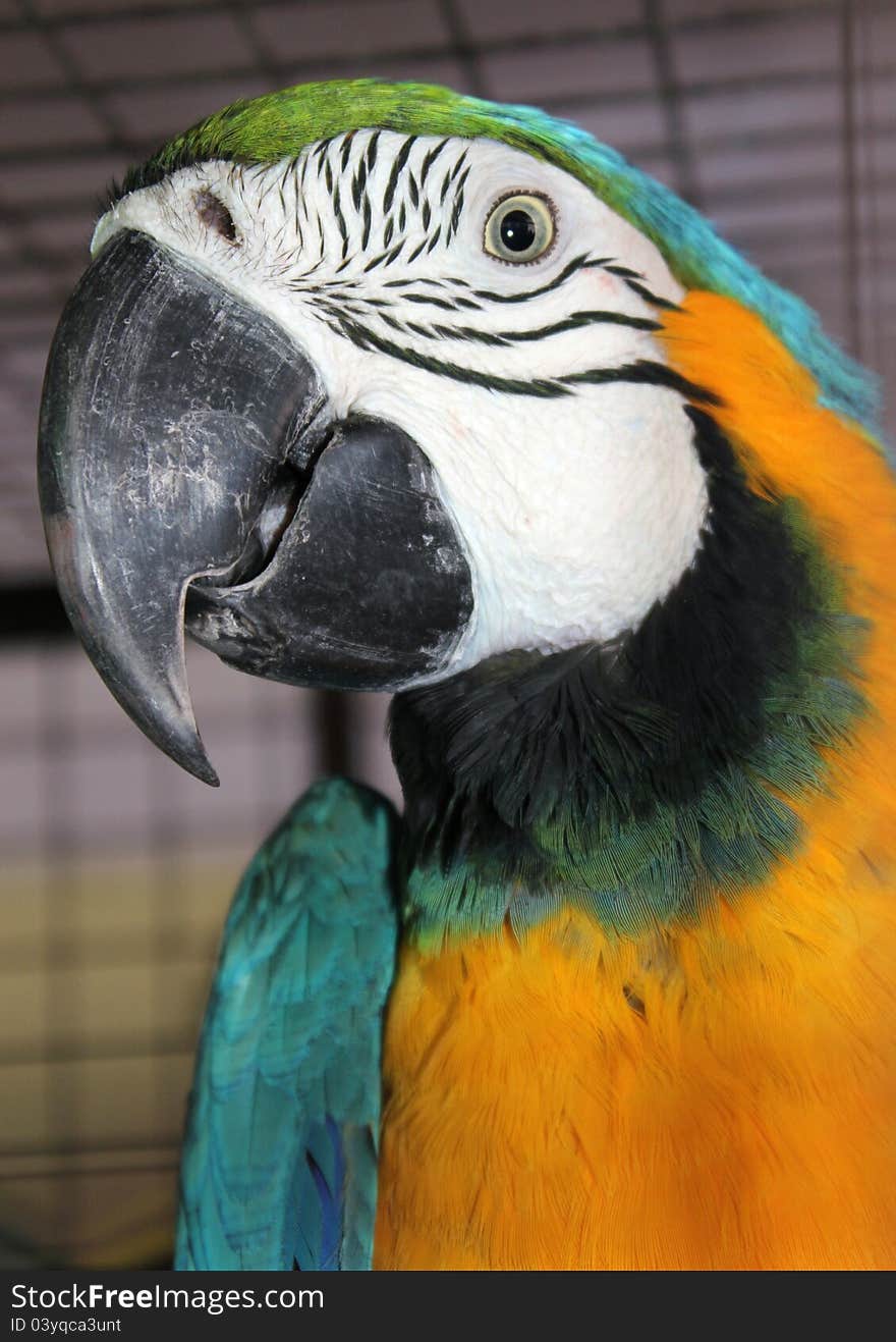 Close-up head of a yellow with blue colored macaw. Close-up head of a yellow with blue colored macaw