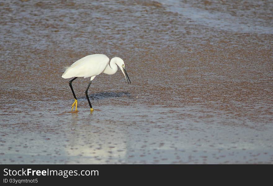 White egret in sea water