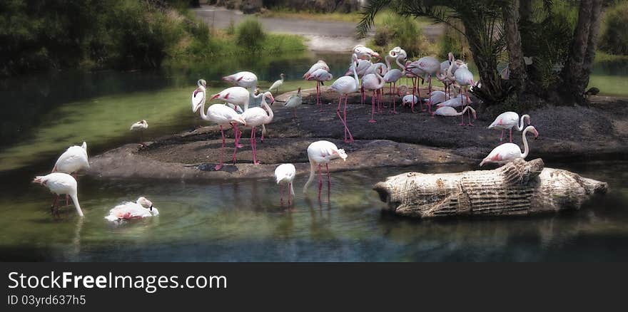 A group of flamingos resting in a calming scene.