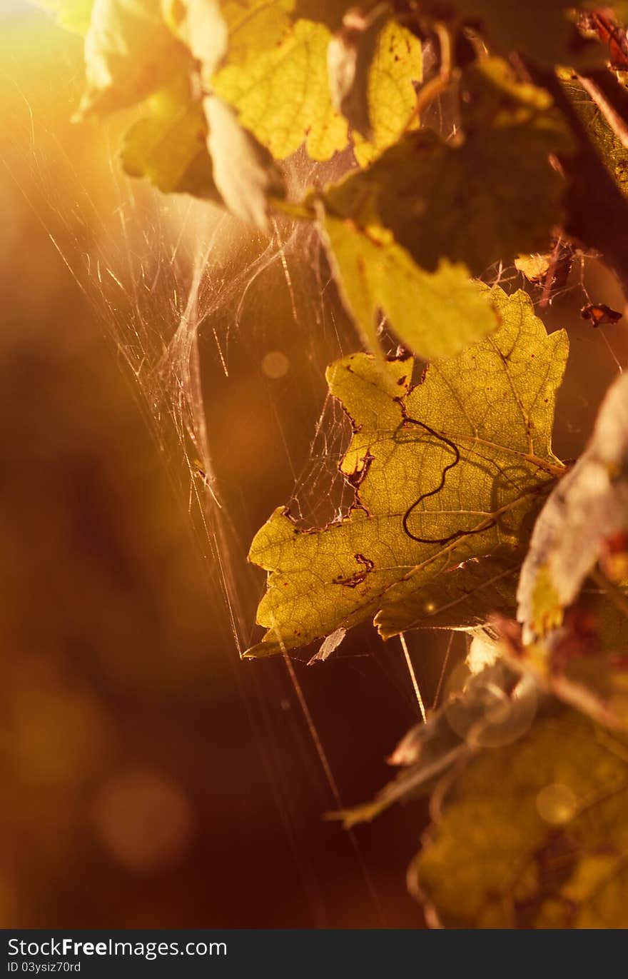 Leaves with cobweb in autumn lights. Leaves with cobweb in autumn lights