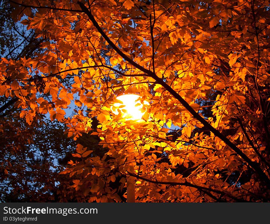 Lamp in autumn