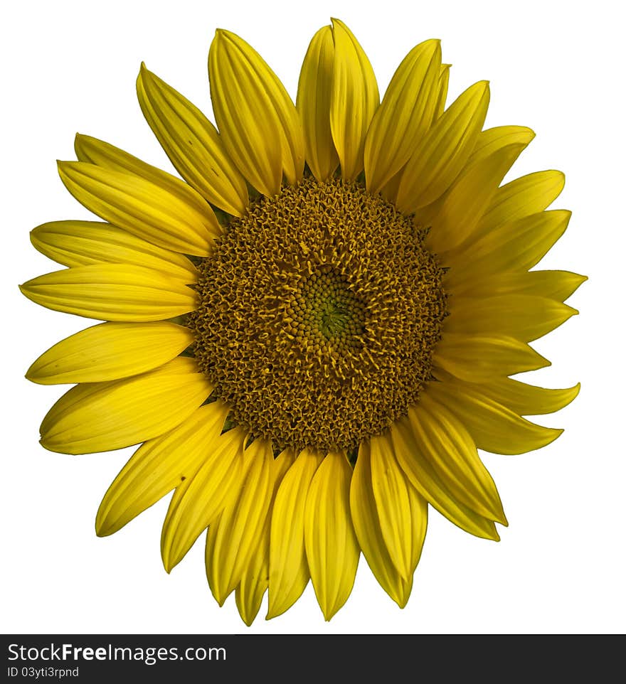 Sunflower with white background, closeup shot. Sunflower with white background, closeup shot