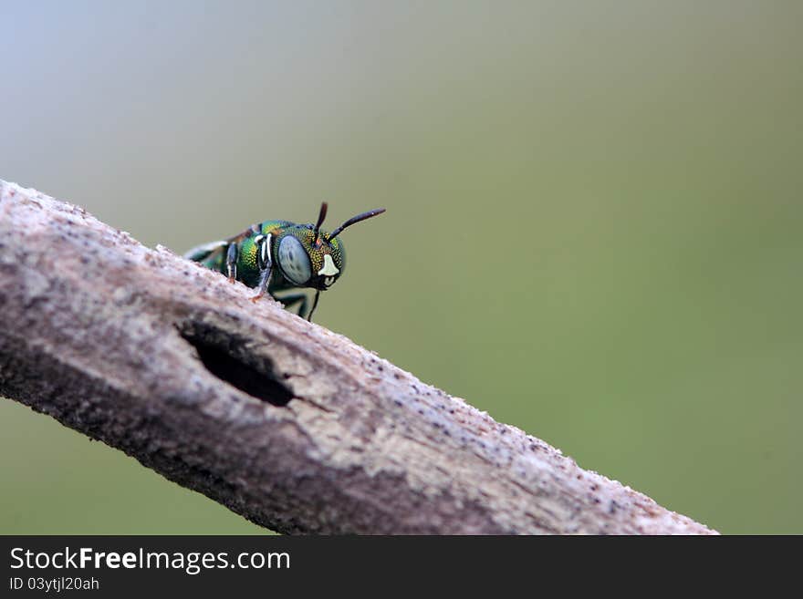 Insect  in the wood