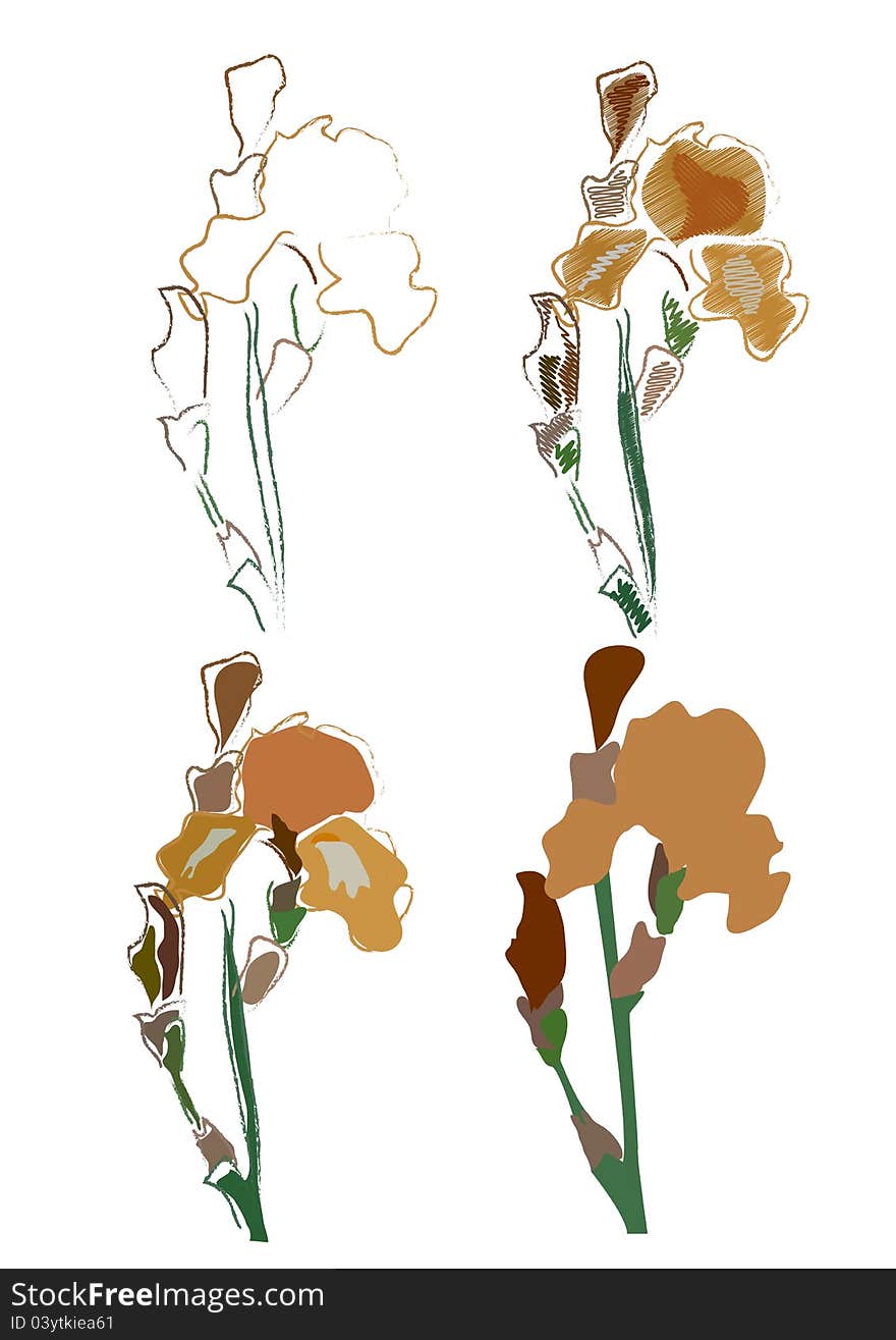 Four sketches of a flower of an iris. Four sketches of a flower of an iris