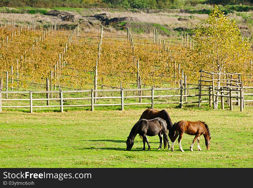 Three healthy horses grazing on green grass in paddock with vineyards in background. Three healthy horses grazing on green grass in paddock with vineyards in background