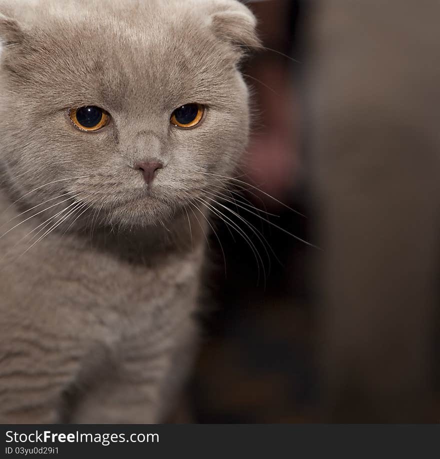 Cat on the soft background