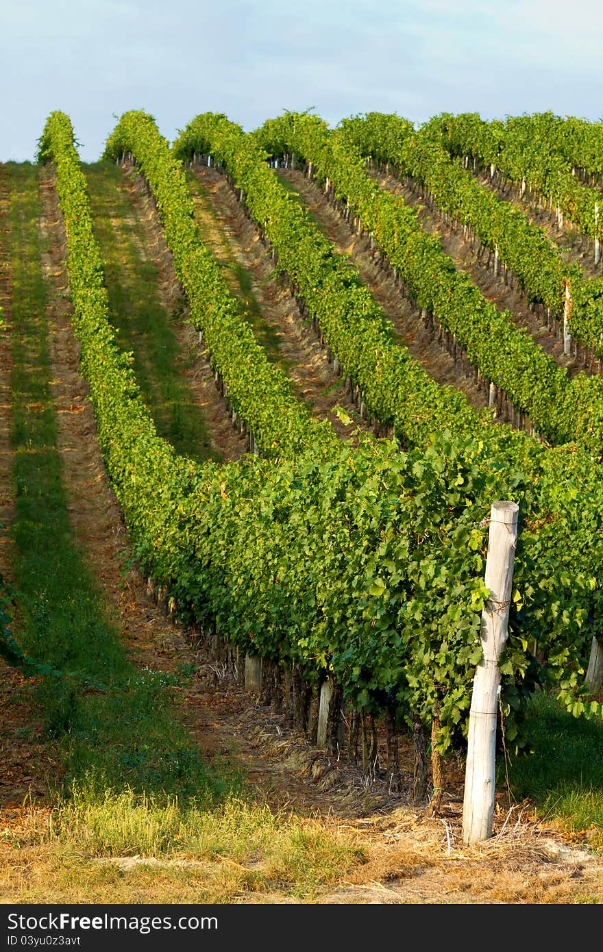 Beautiful rows of grapes before harvesting. Beautiful rows of grapes before harvesting