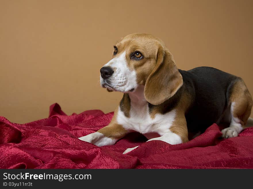 Beagle_18