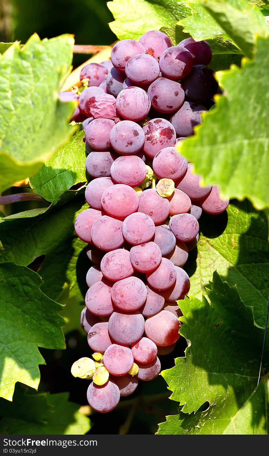 Grapes