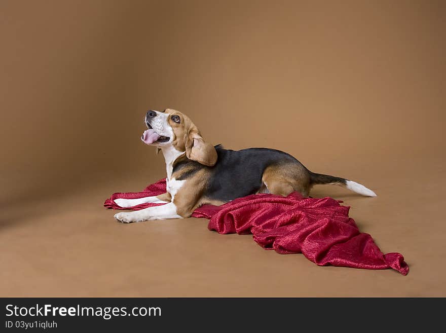 The dog of breed a beagle with a silly kind lies on a red coverlet. The dog of breed a beagle with a silly kind lies on a red coverlet