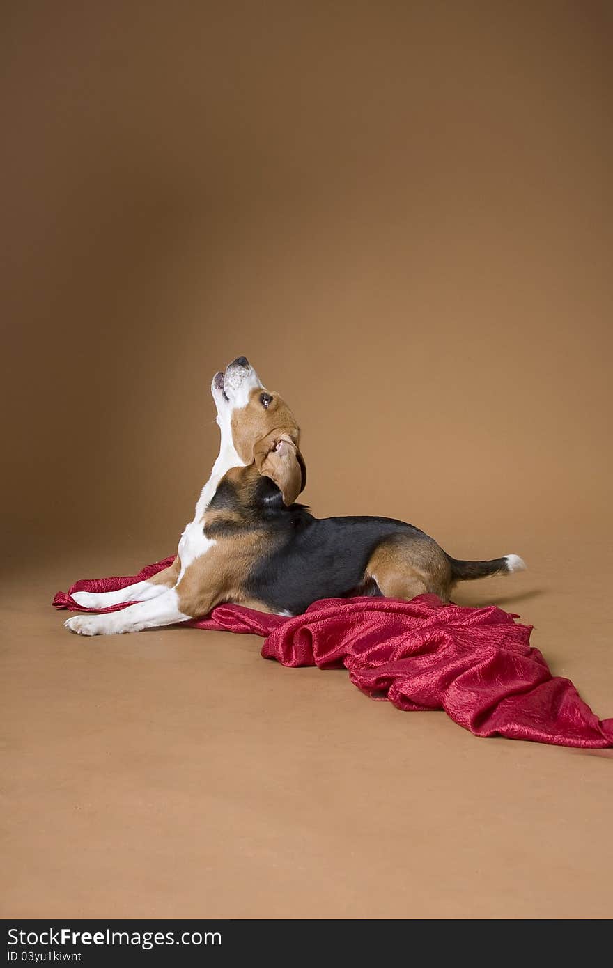 The dog of breed a beagle lies on a red coverlet, having lifted up a head