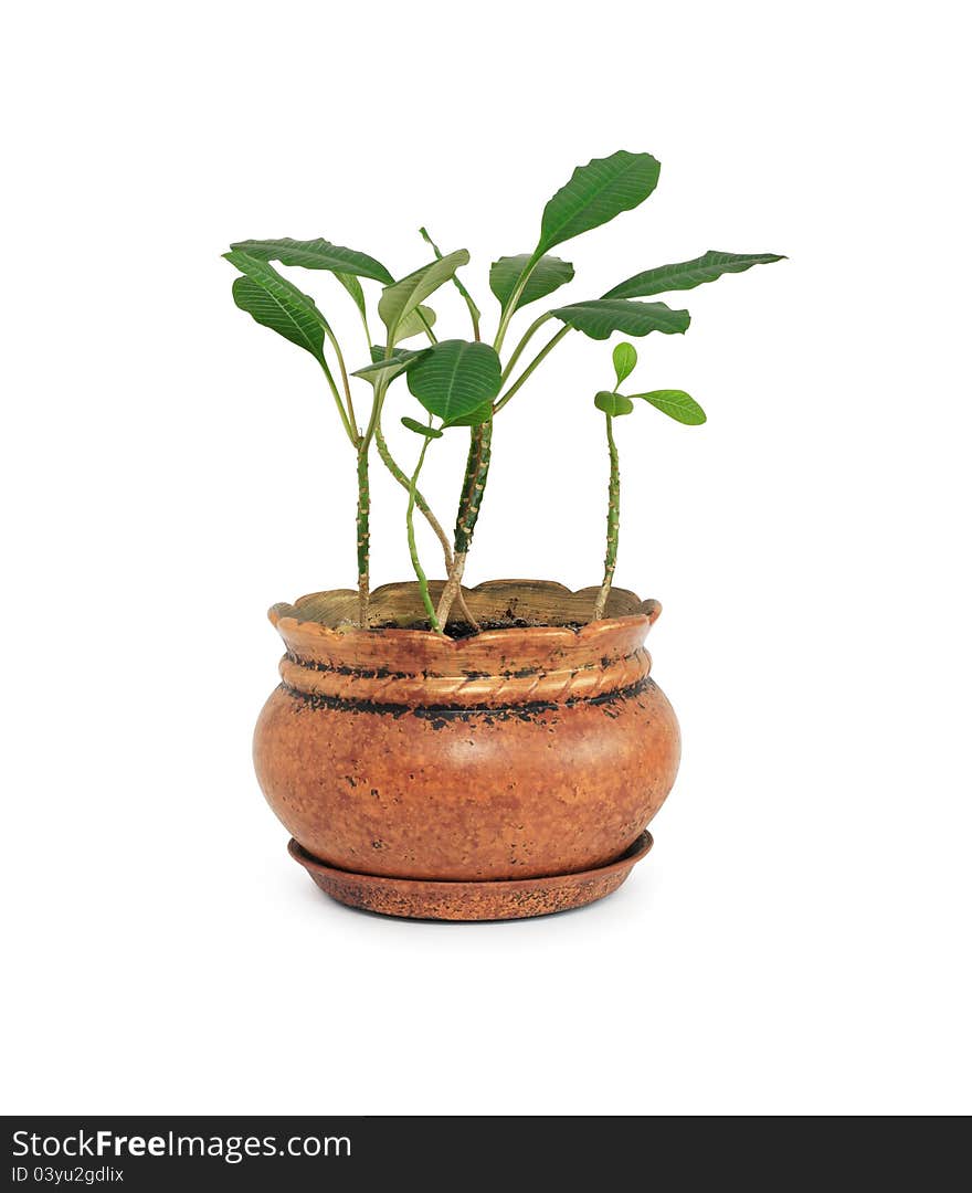 Green Plant In Flowerpot