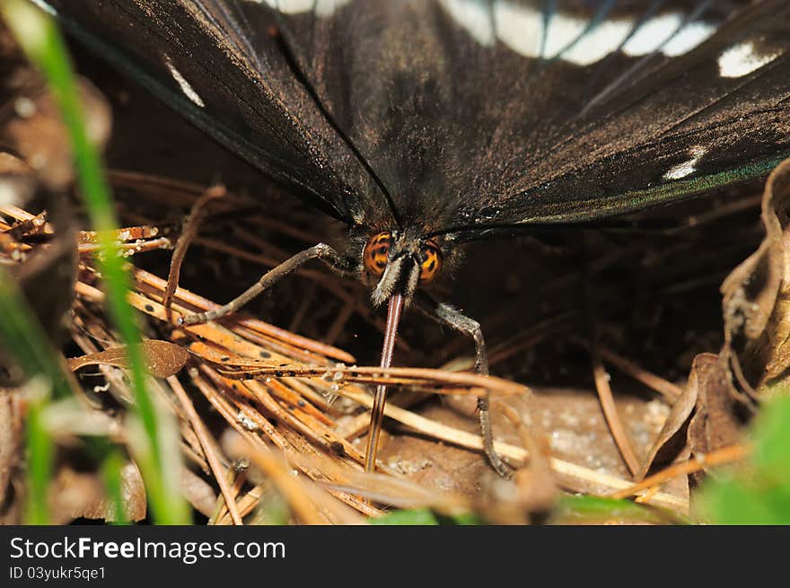 Portrait butterfly high resolution insects,