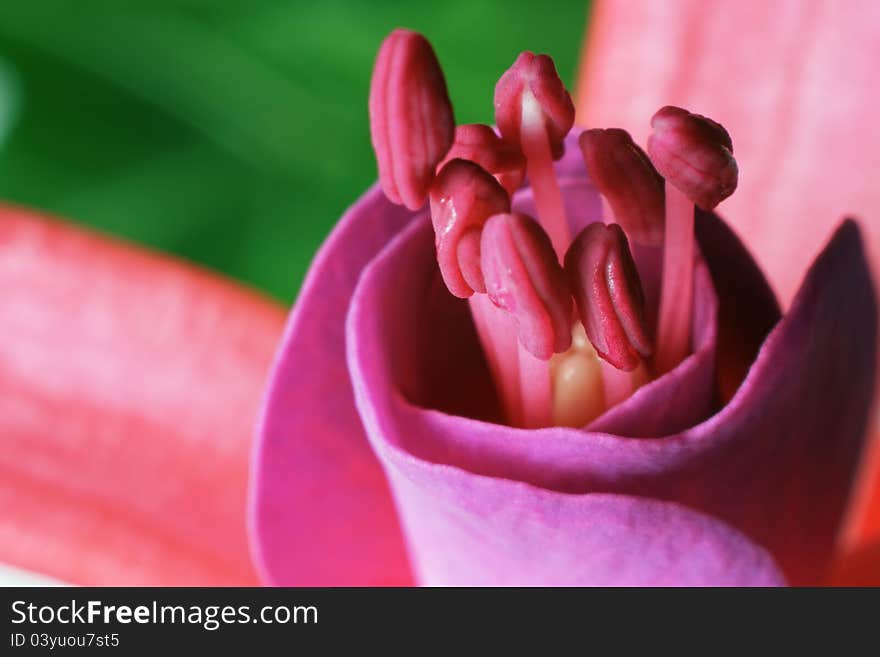 Flower fuchsia on blur background.