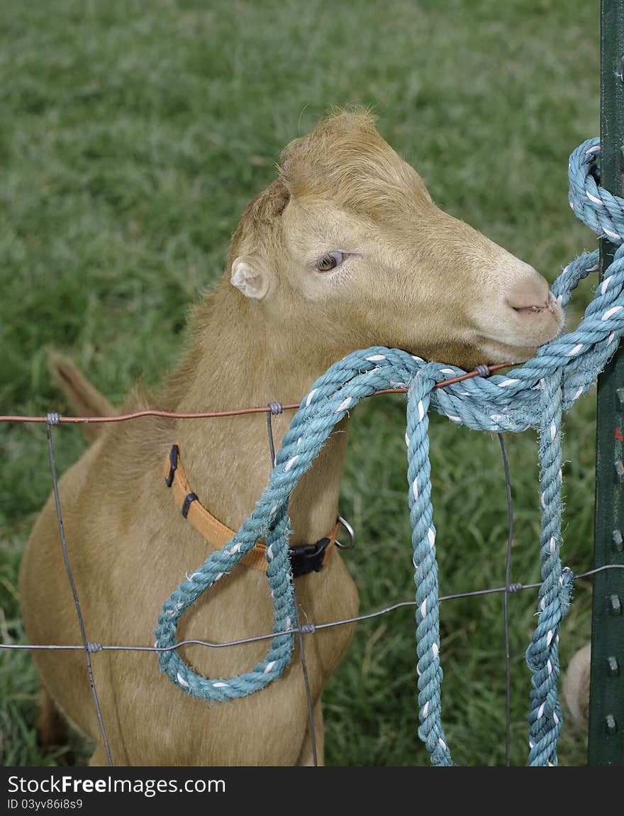 Goat chewing on rope attached to fence at HH Ranch Hiram House Camp Cleveland, Ohio. Goat chewing on rope attached to fence at HH Ranch Hiram House Camp Cleveland, Ohio