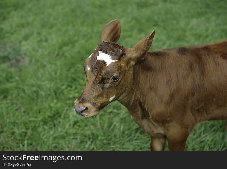 Calf standing in green pasture after being bottle fed. Calf standing in green pasture after being bottle fed