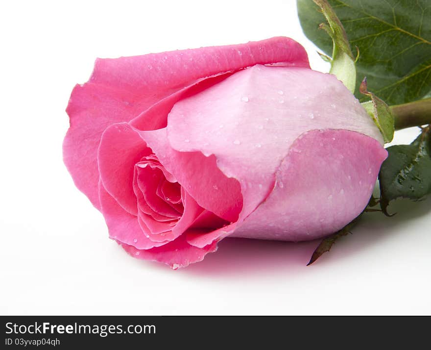 Beautiful pink rose on white background