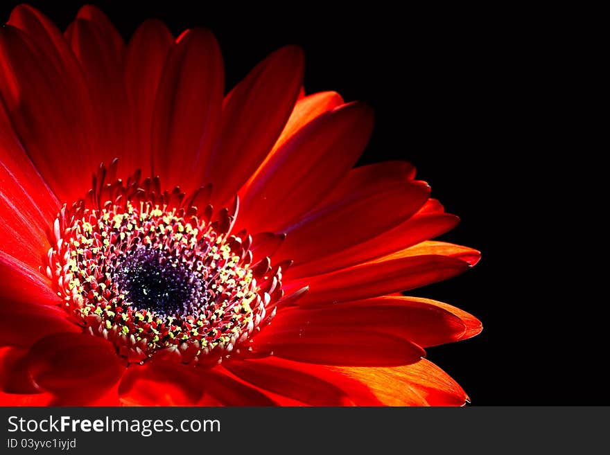 The flame. Purple gerbera flower closeup shot