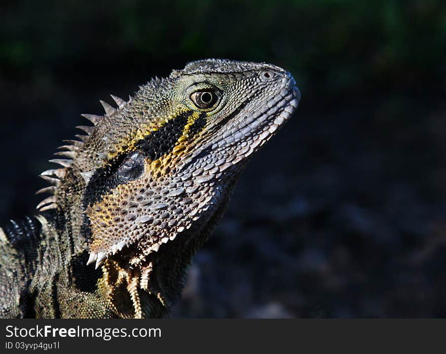 Portrait of the Australian Water Dragon (Physignathus lesueurii). Portrait of the Australian Water Dragon (Physignathus lesueurii)