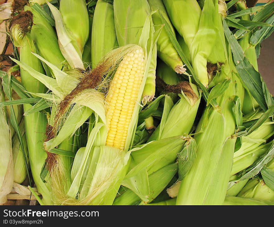 Green Cobs Of Corn