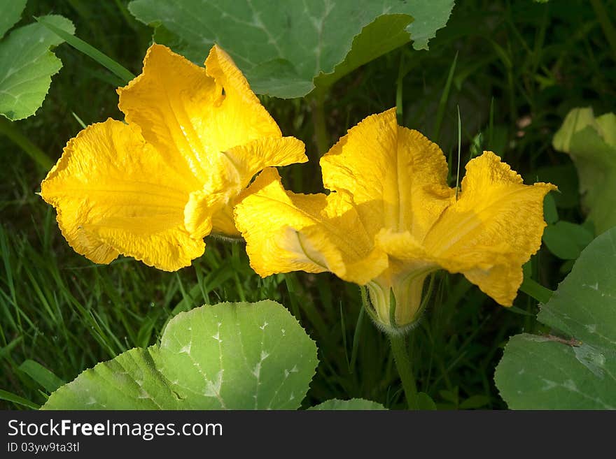 Flower of vegetable marow