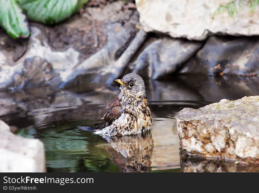 Thrush nestling swimming in pond. Thrush nestling swimming in pond