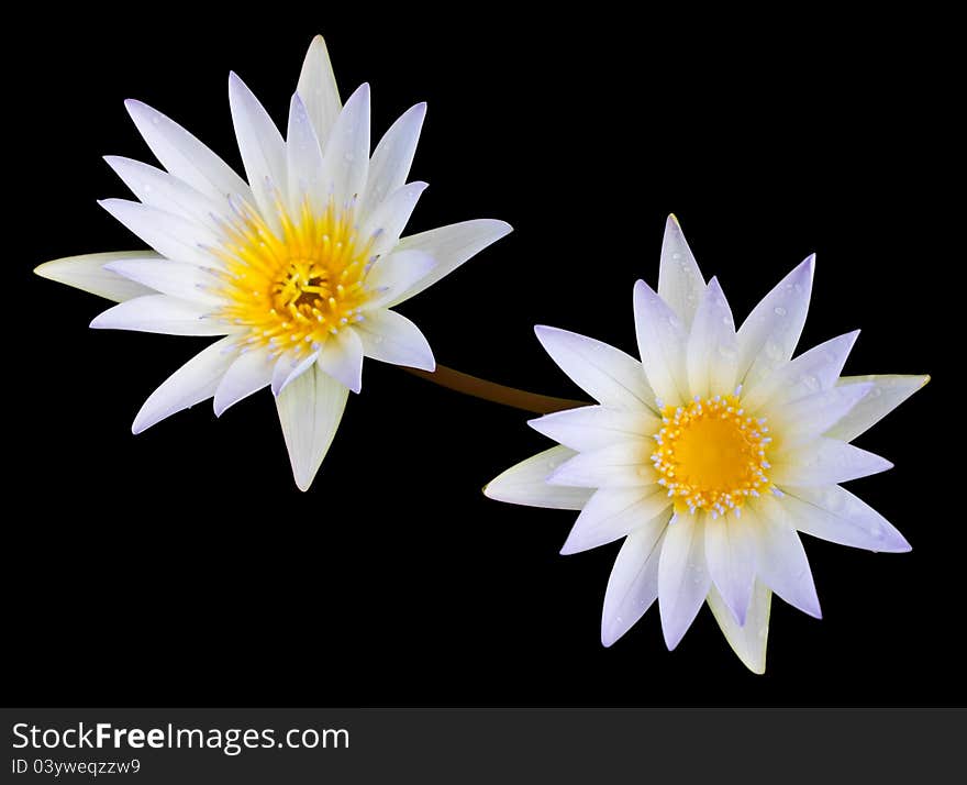 White lotus is Second flower on a black background. White lotus is Second flower on a black background.