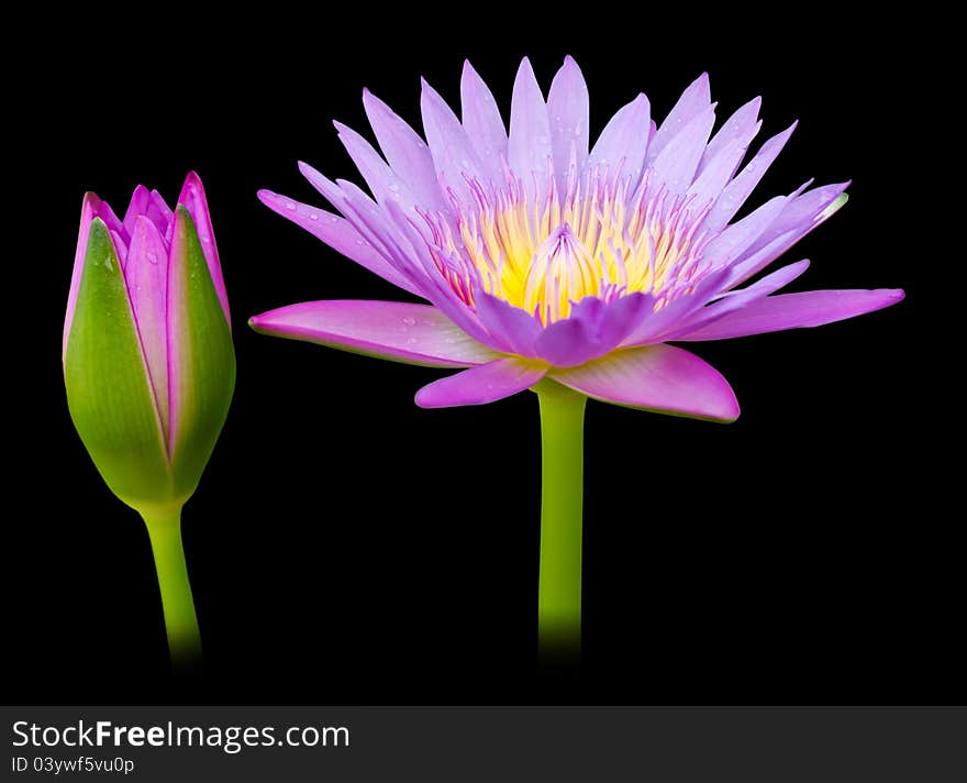 Purple lotus on a black background. Purple lotus on a black background.