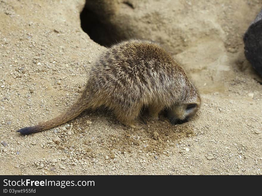 Meerkat digging a hole