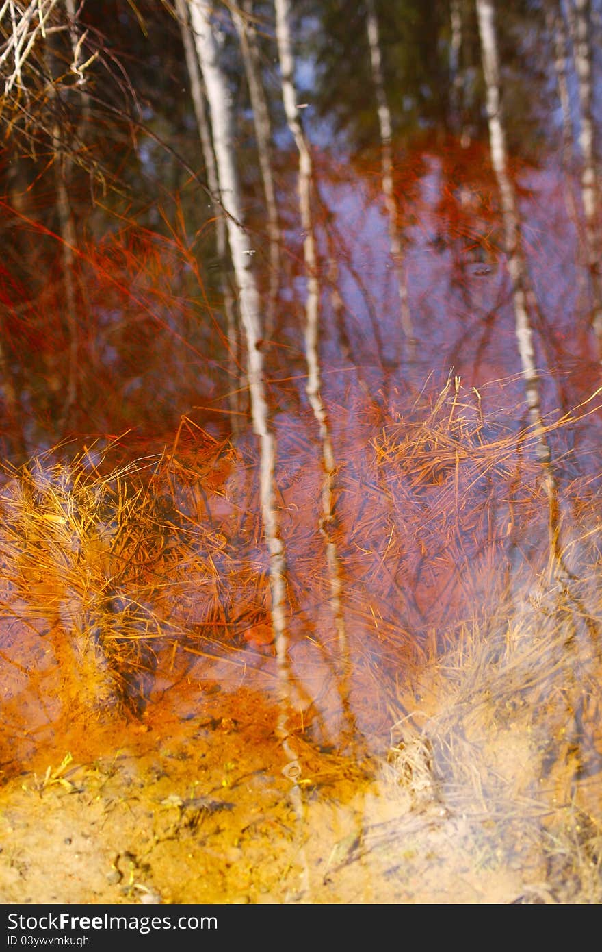 Surface of water in forest with reflection of trees. Surface of water in forest with reflection of trees