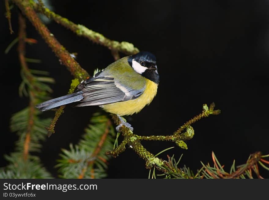 Tomtit at black background