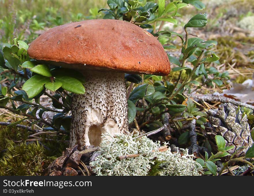 Wild mushroom from genus Boletus