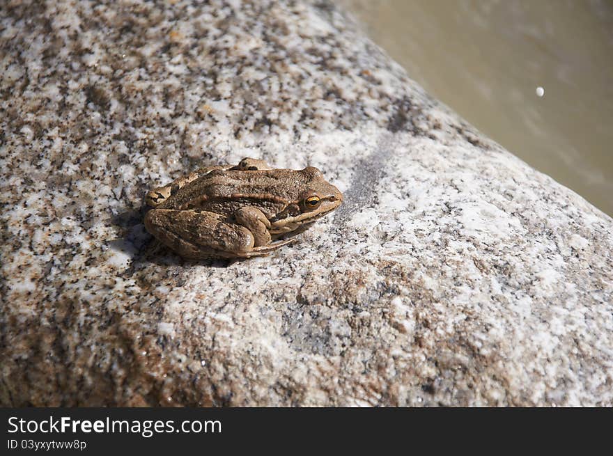 Frog on a stone